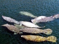 West Indian Manatee