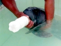 West Indian Manatee