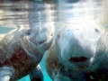 West Indian Manatee