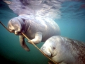 West Indian Manatee