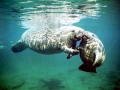 West Indian Manatee