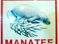 West Indian Manatee