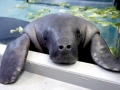 West Indian Manatee