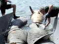 West Indian Manatee