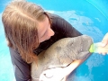 West Indian Manatee
