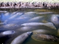 West Indian Manatee