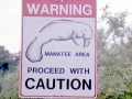 West Indian Manatee