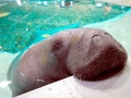 West Indian Manatee