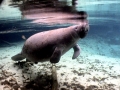 West Indian Manatee