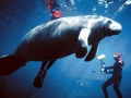 West Indian Manatee
