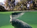 West Indian Manatee