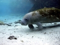 West Indian Manatee