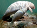 West Indian Manatee