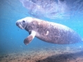 West Indian Manatee