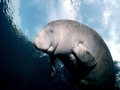 West Indian Manatee