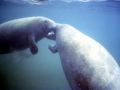 West Indian Manatee