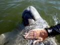 West Indian Manatee
