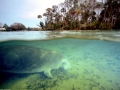 West Indian Manatee