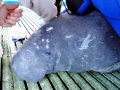 West Indian Manatee