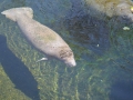 West Indian Manatee