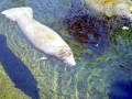 West Indian Manatee