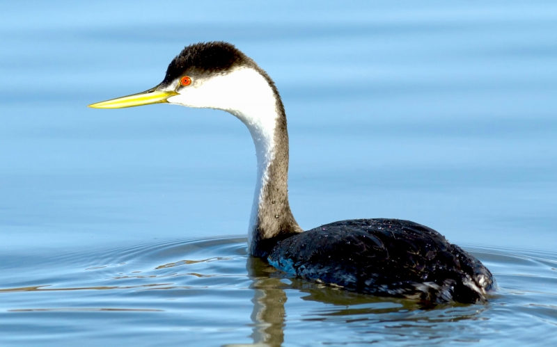 Western Grebe