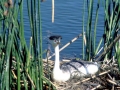 Western Grebe