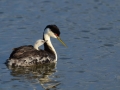 Western Grebe