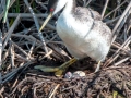 Western Grebe