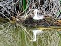 Western Grebe
