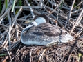 Western Grebe