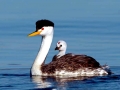 Western Grebe