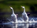 Western Grebe