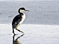 Western Grebe