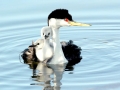 Western Grebe