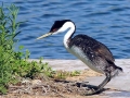 Western Grebe