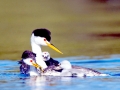 Western Grebe