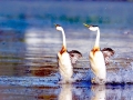 Western Grebe