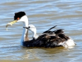 Western Grebe
