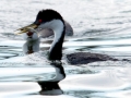 Western Grebe
