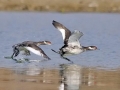 Western Grebe