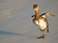Western Grebe