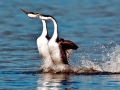 Western Grebe