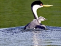 Western Grebe