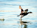 Western Grebe