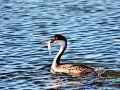 Western Grebe