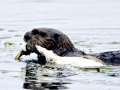 Western Grebe