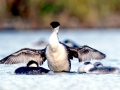 Western Grebe