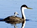 Western Grebe