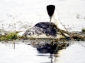 Western Grebe